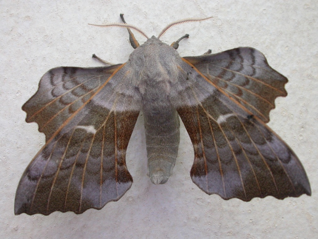 Falene, solo un ricordo? + foto di alcune specie di sfingi